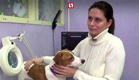 ­M­a­s­k­e­­ ­F­i­l­m­i­n­d­e­k­i­ ­K­ö­p­e­ğ­e­ ­B­e­n­z­e­m­e­s­i­ ­İ­ç­i­n­ ­E­s­t­e­t­i­k­ ­A­m­e­l­i­y­a­t­a­ ­M­a­r­u­z­ ­K­a­l­a­n­ ­Y­a­v­r­u­c­a­k­